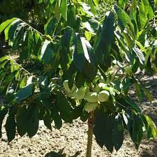 Asimina triloba2