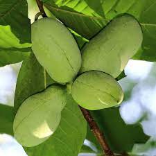 Asimina triloba3