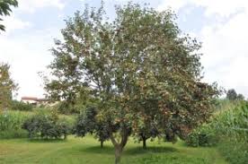 Azzaruolo2