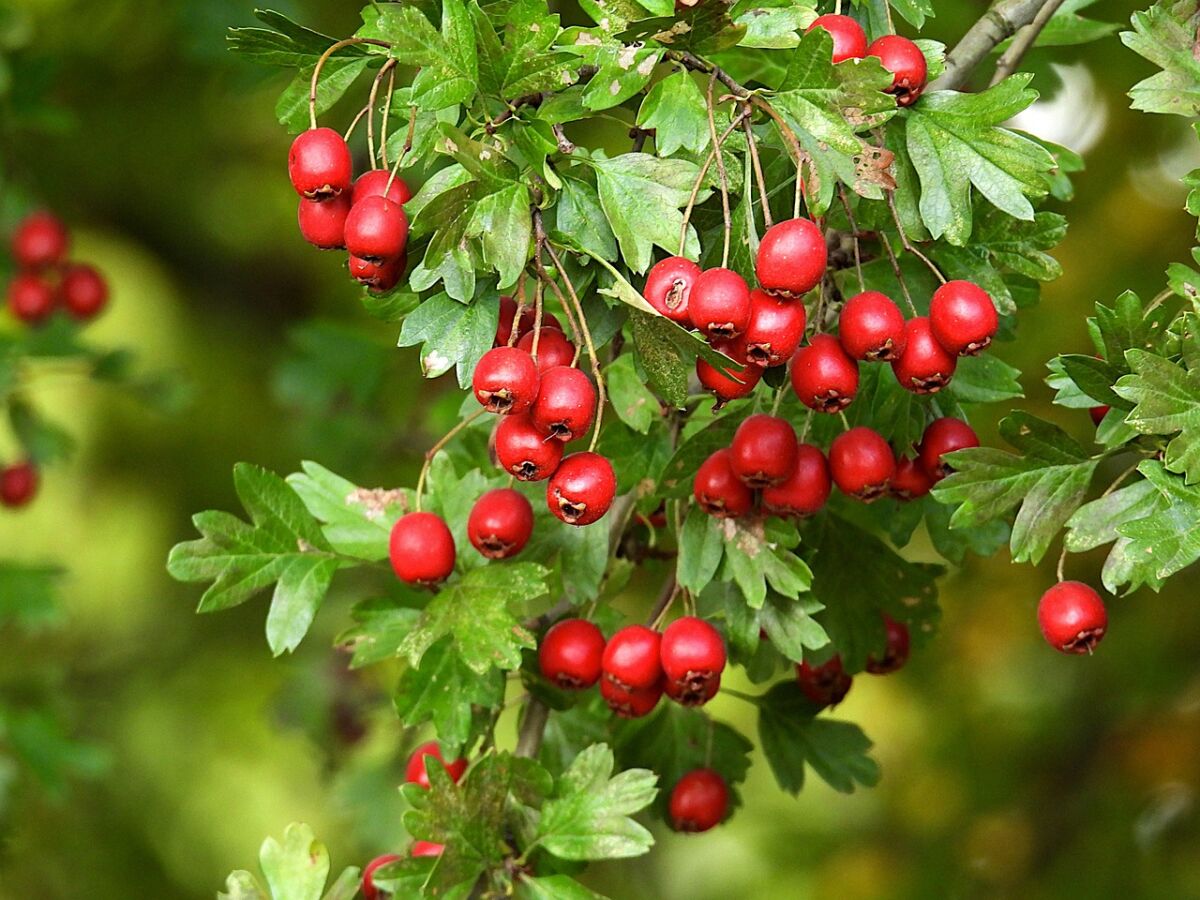 Azzeruolo (Crataegus azarolus)