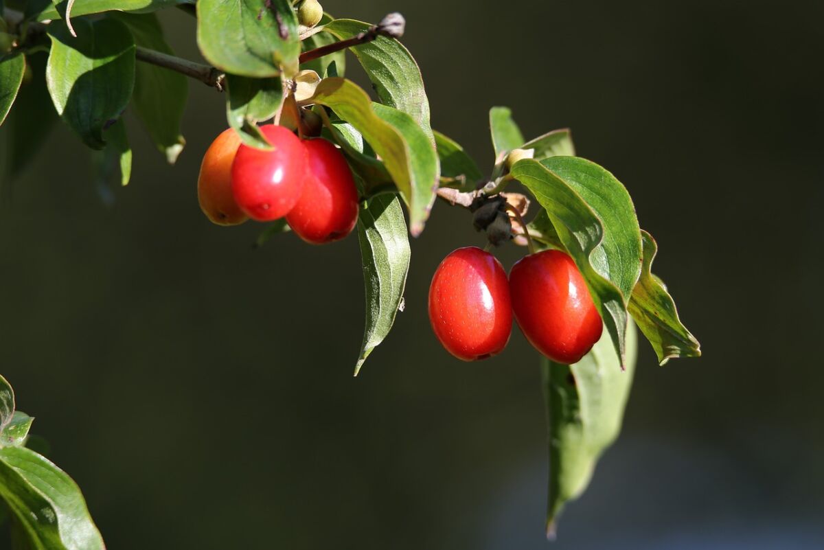 Corniolo (Cornus mas)
