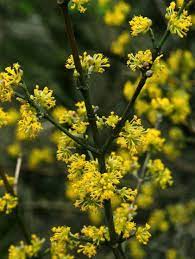 Cornus mas