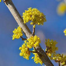 Cornus mas1