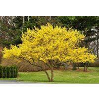 Cornus mas2
