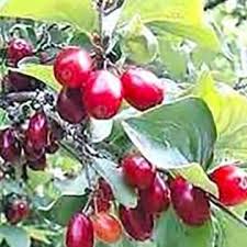 Cornus mas3