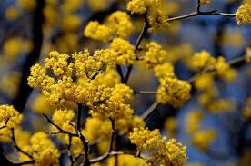 Cornus mas5