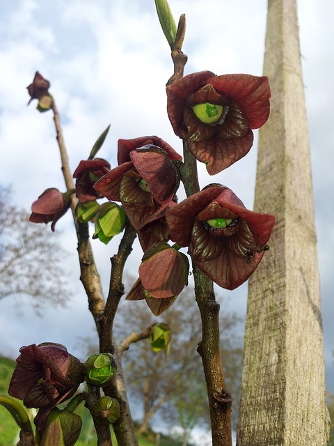 Banano di montagna (Asimina triloba)