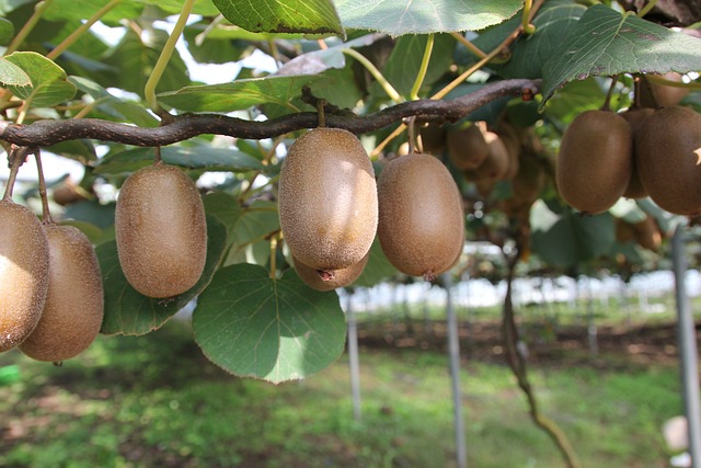 Kiwi (Actinidia chinensis)