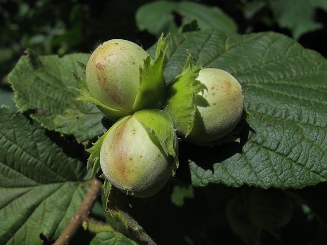 Nocciolo (Corylus avellana)