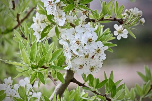 Albicocco fiori