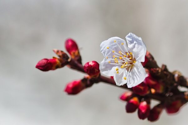 Albicocco fiori1