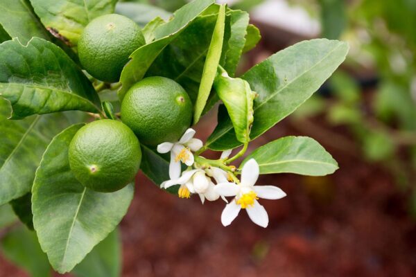 Lime