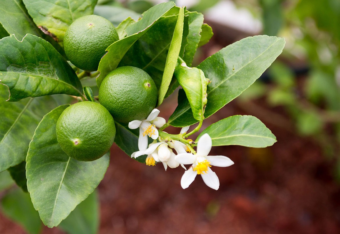 Lime (Citrus Aurantifolia)