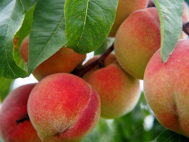 Pesco (Prunus Persica)