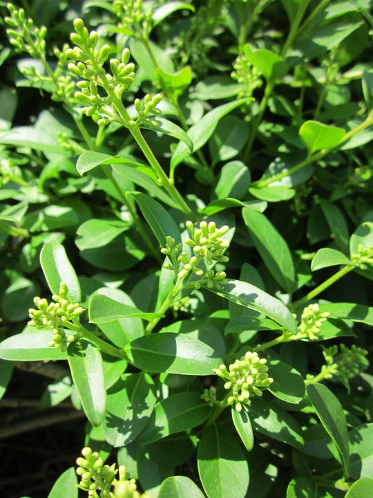 Ligustro (Ligustrum)