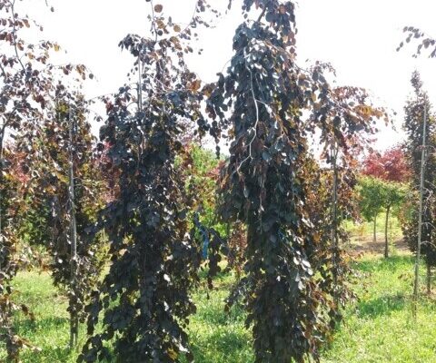 Fagus Purpurea Pendula ramificato 250-300+