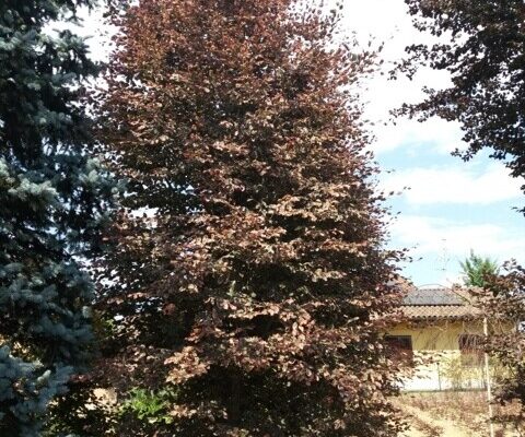 Fagus Sylvatica Tricolor h.600-650 circonf.55-60 ramificato