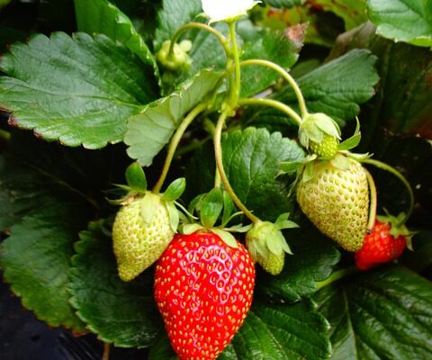 Fragola3