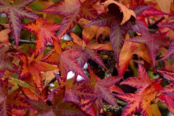 Liquidambar1