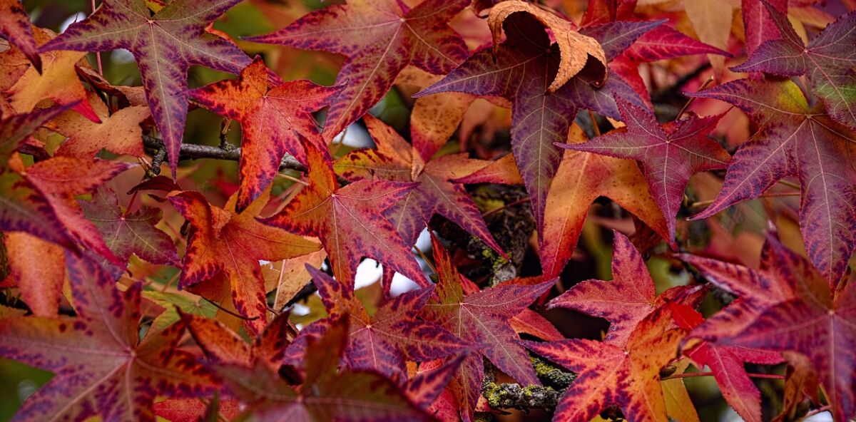Liquidambar (Liquidambar styraciflua)