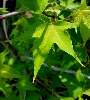 Liquidambar2