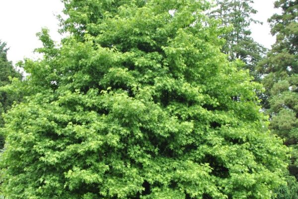Liquidambar5
