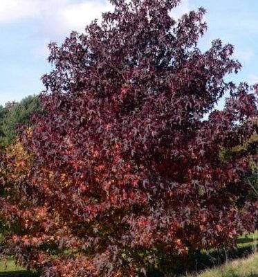 Liquidambar6