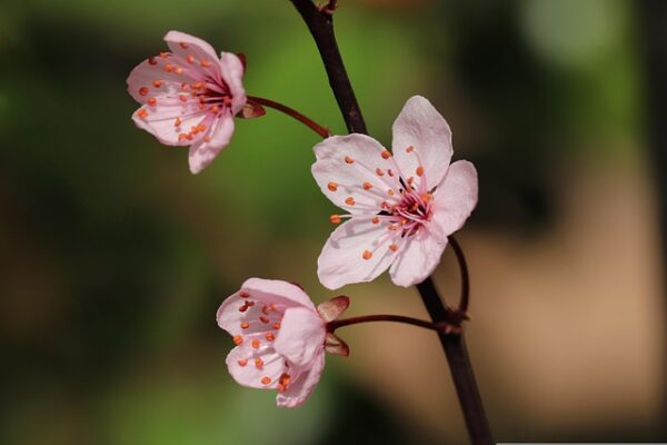 Prugna fiori
