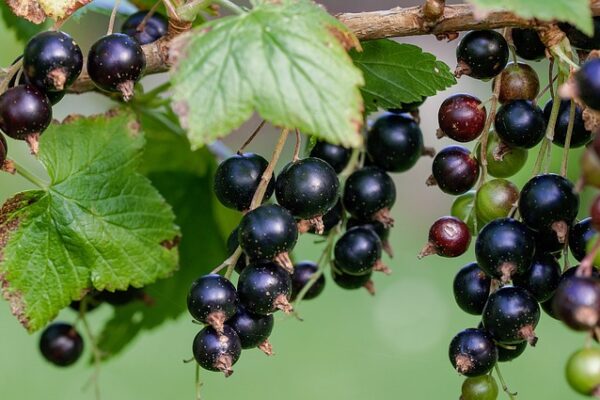 Ribes1