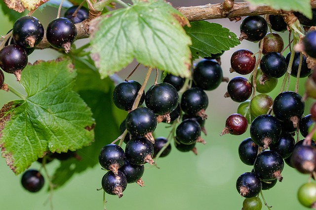 Ribes (Ribes)