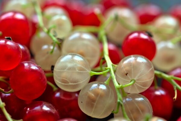 Ribes3