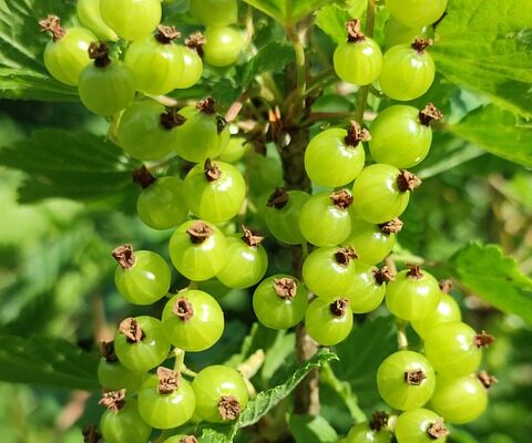 Ribes5