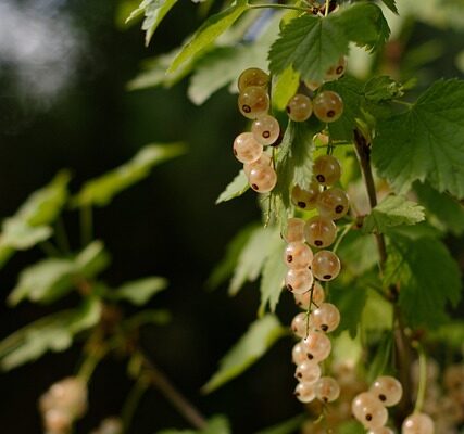 Ribes6