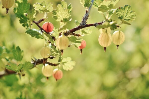 Uva spina