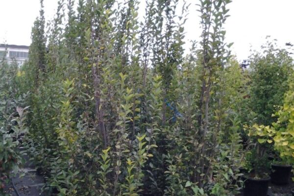carpinus betulus pyramidalis clt35 h200-250