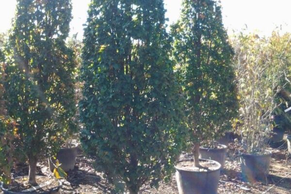 carpinus monumentalis clt90-110 h200-250+