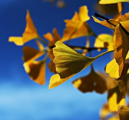 ginko1