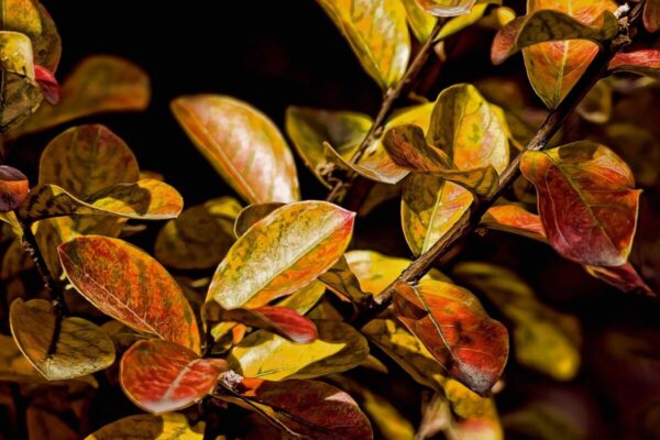 lagerstroemia2