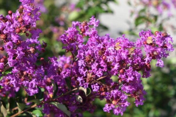 lagerstroemia4