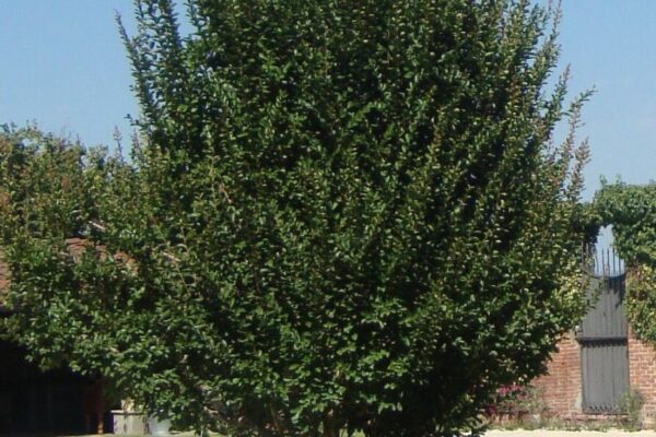 lagerstroemia5