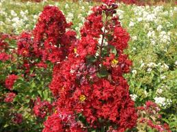 lagerstroemia6