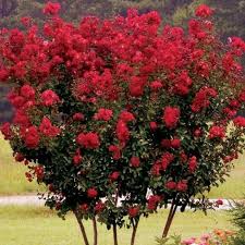 lagerstroemia7