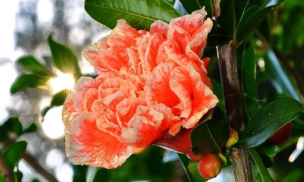 melograno da fiore