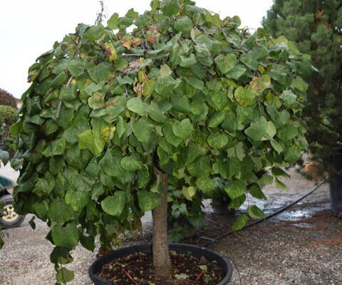 Cercis Siliquastrum Pendula mezzo fusto Clt.160 Extra circonf.20-25 (1)