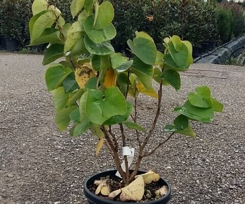 Cercis Sinensis Avondale clt.9