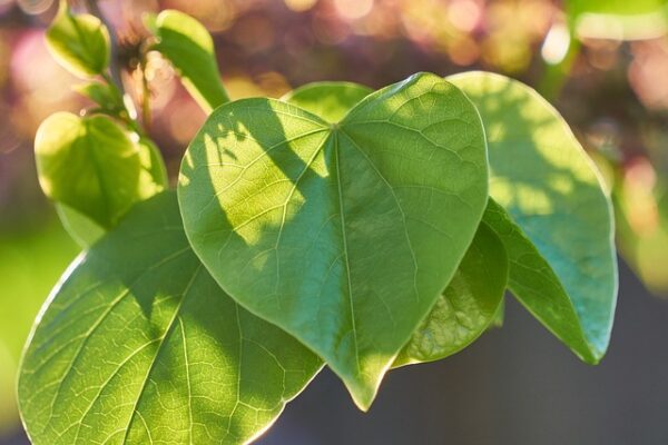 Cercis2