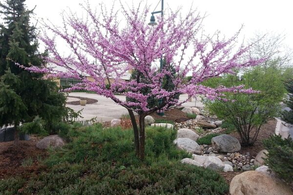 Cercis4