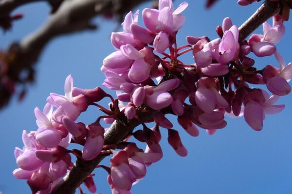Cercis5