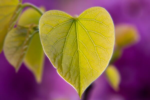 Cercis7