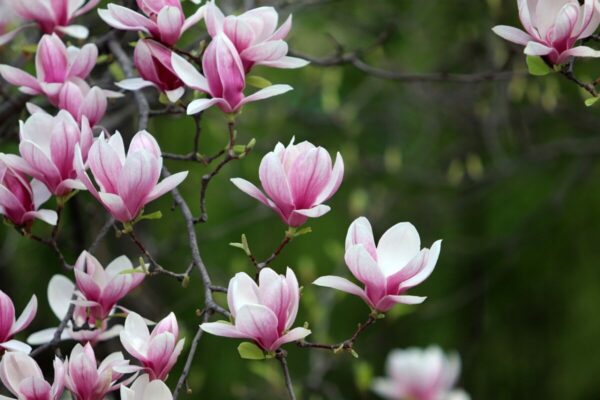Magnoglia